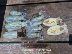 하늘채레저 무늬오징어 조황입니다!