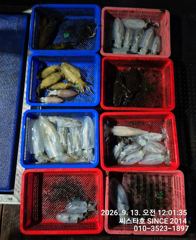 [경주] (씨스타호) 12일 대 삼치 피딩 타임~~~