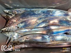 실시간 조황 - 먼바다 갈치 텐빈 대치들의 습격에 바쁜하루! 오늘 예약가능