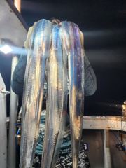 갈치한치조황++ - 제주대물호!! 9월12일밤 갈치소식 입니다~