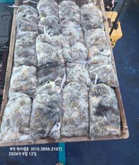 [격포] 9월12일 부안한아름호 쭈꾸미