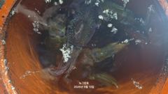 (무늬오징어)무시가 심심찮게~초보팀 70여수 대성공 뉴그린호(오늘 예약)