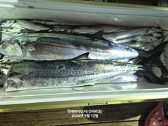 12일 준내만 갈치텐빈 조황 신아라호