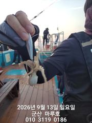 9월 13일 쭈꾸미 군산마루호 실시간조항~☆