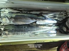 [진해] 12일 준내만 갈치텐빈 조황 신아라호