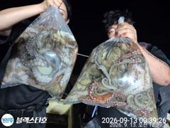 [사천] 야간문어 조황 굿~오늘도 출동~