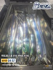 갈치한치조황++ - 오늘 출항확정 입니다 자리널널 해요