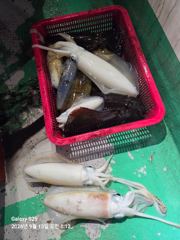 [통영] 원도권 무뉘오징어