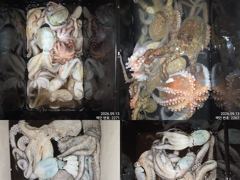 [진해] 12일 조항.오늘도 제수용 씨알급 잡으러 야간~돌문어 출조 갑…