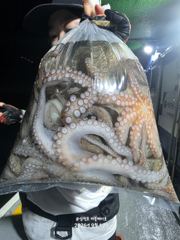 삼천포 문어조황! 주간반,야간반 매일출조!