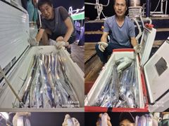 ((**여수포르투나**)) 주말..보기힘든 갈치들 드뎌입성...