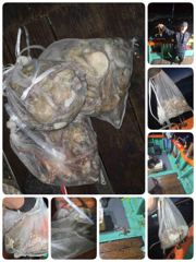 (오늘모집중)돌문어 어젯밤! 1항2항차사진