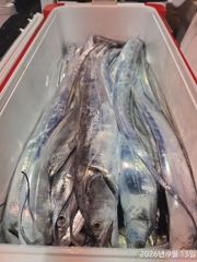 준원도권 텐빈텐야루어 싸이즈좋은 왕갈치손맛쿨러조황 오늘예약가능