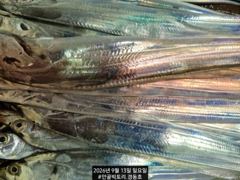 경동호 먼바다왕갈치외줄 16석 대치속풀치~월요일 화요일 예약가능
