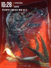 왕전갱이 조황입니다