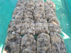 13일, 군산쭈꾸미~ 싸이즈도 점점~물때 상관없이 제대로 나오네요~굿굿 망탱이 조황~~군산낚시프라자 나드리호