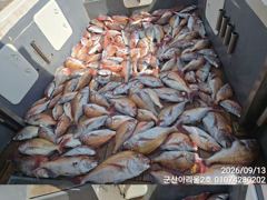 ★★아리울2호★★ 참돔 먼바다 145수!!(9/13)