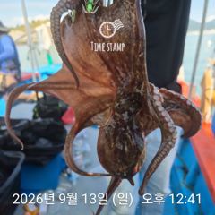 [사천] 문어 장원 23마리 씨알이!