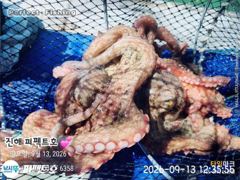 (南)남해조황 - 포이트마다 쭉~욱 쫀득한 손맛