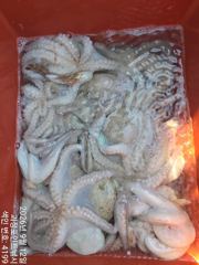 (南)남해조황 - ~~*굵직한돌문어 마리수 제법잡고~(예약가능)*~~