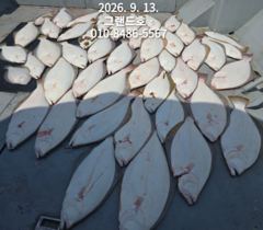 9월13일 (일) 광어 단체 출조 다녀왔습니다 (내일 쭈꾸미 여유자리있습니다)