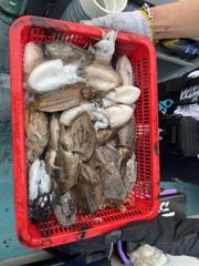 9월13일갑오징어굿조황