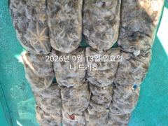 13일, 군산쭈꾸미~ 싸이즈도 점점~물때 상관없이 제대로 나오네요~굿굿 망탱이 조황~~군산낚시프라자 나드리호