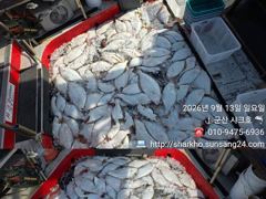 ◆◆13일.군산샤크호◆◆광어다운샷조황◆◆내일 쭈자리여유