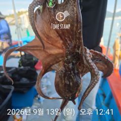 문어 장원 23마리 씨알이!