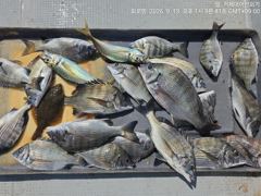 (선외기)문어 감성돔 대풍년 전 팀 마릿수 체포 완료~(14일 예약)