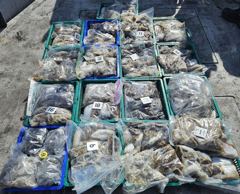 9월13일사리물때갑오징어낚시위주!갑오징어쭈꾸미조황요~(14일내일1여유자리있네여~)