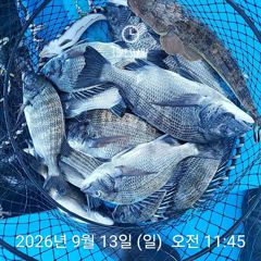 [사천] 삼천포 내만권 감성돔