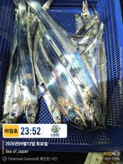 씨알 좋은 갈치 찾아온 대마골~! 마릿수 사이즈는 아직.~! 다시 갈치 찾아 열심히 가보자구요~!
