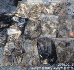 <쭈갑> 사릿물도 잘나옵니다! 마릿수 씨알까지 너무 좋아지고 있습니다! 이번주 평일 자리 여유 있습니다!