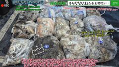 9월13일 홍원항힐링호 쭈갑 조황~!대사릿물때고 아시는분들이라 오전엔 쭈꾸미 오후엔 갑오징어 잡고왔네요.쭈반갑반이네요 ^^갑오징어 사이즈 괜찮네요 ㅎㅎ장원6.3kg 240수오바~
