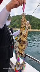 무늬오징어(팁런) 대박 조황입니다.