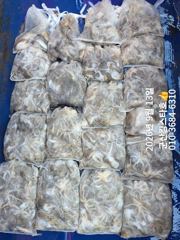 ★★ 9/13 [군산 대일피싱] 킹스타호 쭈꾸미 조황입니다. 내일 9자리 있습니다. ~!