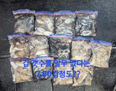 9월 13일 쭈꾸미 조황