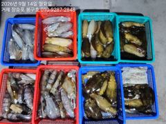9월 13일 무늬오징어 입항조황입니다~