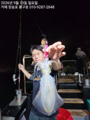9월 1일 무늬오징어 입항조황입니다