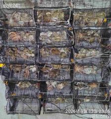 (화요일야간예약중)13일 야간문어 우당탕피딩먹폭