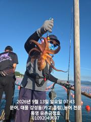 통영 금정호 오전문어선상 마릿수 좋습니다 내일 오후선상 자리있어요