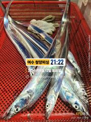 [여수,광양] 여수 청양피싱 9월 13일 입항조황입니다.