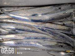 갈치 텐빈 밤새 이어진 입질! 쿨러가득~ 화요일 예약가능