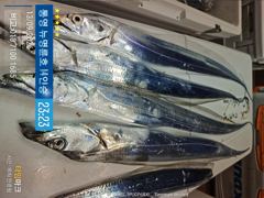 ＜＜통영 뉴명륜호 14인승＞＞ 굵직한 왕갈치!!! 쿨러조황~~ 손맛 좋고^^ (화요일 2자리)