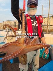 14일, 해볼만한 문어~부쩍 굵어진 군산문어들~~싸이즈 제대로~실시간~내일도 갑니다~군산 챔피언호