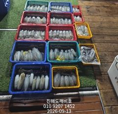 팁런무늬오징어 13일 조황 사이즈굿 마릿수굿 오늘예약가능합니다