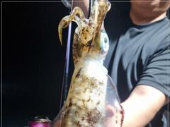 1   [통영] 무늬오징어 마리수조황~ 1