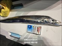 [진해] "준내만갈치" 3지4지 대치들!! 화끈한 손맛 보며 쿨러 담았네…