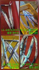 [통영] 대박조항 만쿨